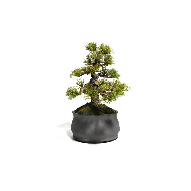 五葉松　-Japanese white pine-　（推定樹齢30年） 詳細画像